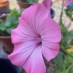 Malva trimestris Fiore