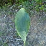 Bupleurum rigidum Leaf