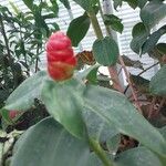 Costus spicatus Autre