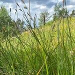 Carex binervis Habitat