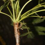 Bursera graveolens Bark