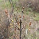 Shepherdia canadensis Цветок