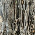 Ficus macrophylla Corteccia