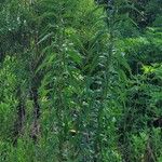 Lactuca canadensis Лист