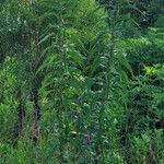 Lactuca canadensis Foglia