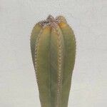 Isolatocereus dumortieri Hoja