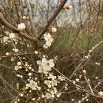 Prunus spinosa Fleur