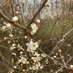 Prunus spinosa Λουλούδι