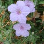 Ruellia humilis Цвят