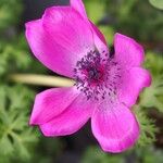 Anemone coronaria Kvet
