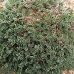 Astragalus depressus Fuelha