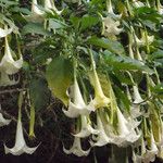 Brugmansia x candida Altul/Alta