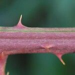 Rubus grabowskii ᱪᱷᱟᱹᱞᱤ