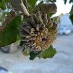 Quercus ithaburensis Fruit