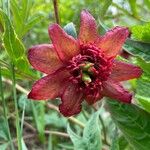 Paeonia delavayi Flors