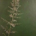 Eragrostis cylindriflora Kvet
