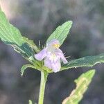 Galeopsis angustifoliaFlower