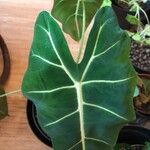 Alocasia micholitziana Leaf