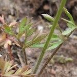 Ranunculus paludosus Leaf