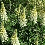 Lupinus × regalis Συνήθη χαρακτηριστικά