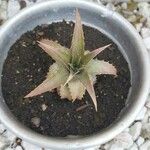 Orthophytum harleyi Hoja
