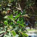 Leptospermum laevigatum Blad