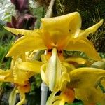 Stanhopea saccata