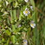 Euphrasia tetraquetra अन्य