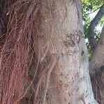 Ficus microcarpa Kůra