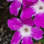 Primula hirsuta Λουλούδι