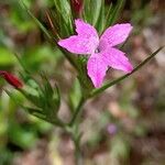 Dianthus armeria Blomst