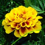 Tagetes erecta Virág