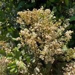 Photinia arbutifolia Blomma