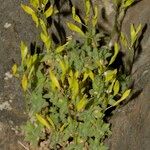 Draba dubia Hábito