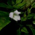 Napeanthus bracteatus Otro