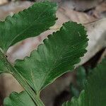 Asplenium macrophlebium Leaf