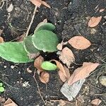 Opuntia dillenii Leaf