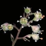 Heuchera maxima Flower