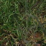 Sisymbrium orientale Leaf