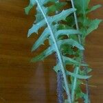 Crepis apula Hoja