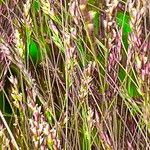 Eragrostis spectabilis Flower