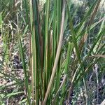 Lomandra longifolia Yaprak