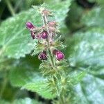 Stachys sylvatica Fiore