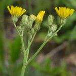 Pilosella piloselloides Flower