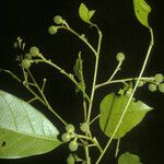 Pogonophora schomburgkiana 果実