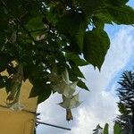 Brugmansia × candida Virág
