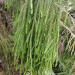 Dacrydium cupressinum Folla