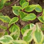 Abelia grandiflora Folha