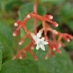 Notopleura parasitica Flower