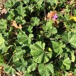 Malva setigera Leaf